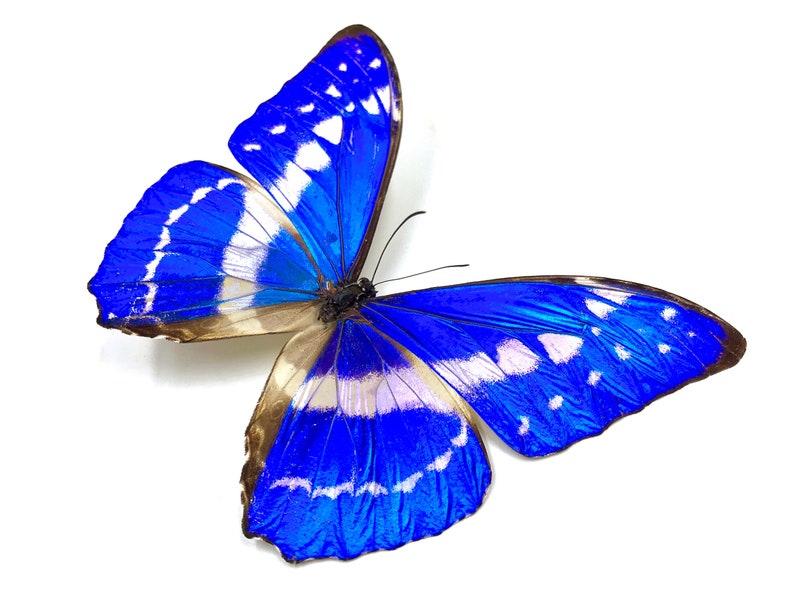 Op de afbeelding: Een levendige blauwe vlinder met witte en bruine accenten. De vleugels van de vlinder vertonen een opvallend patroon van blauw, wit en bruin, met ingewikkelde details. De vlinder staat tegen een effen witte achtergrond.