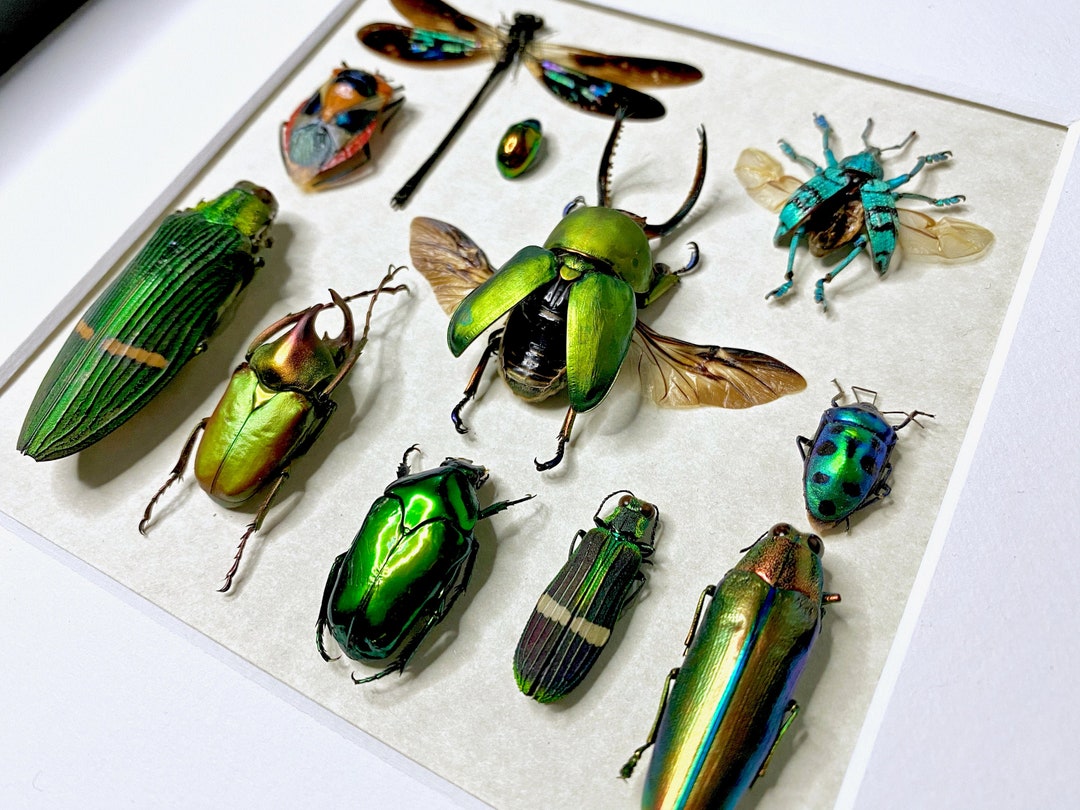 Framed Taxidermy Insects Oddities and Curiosities Real Insect Taxidermy