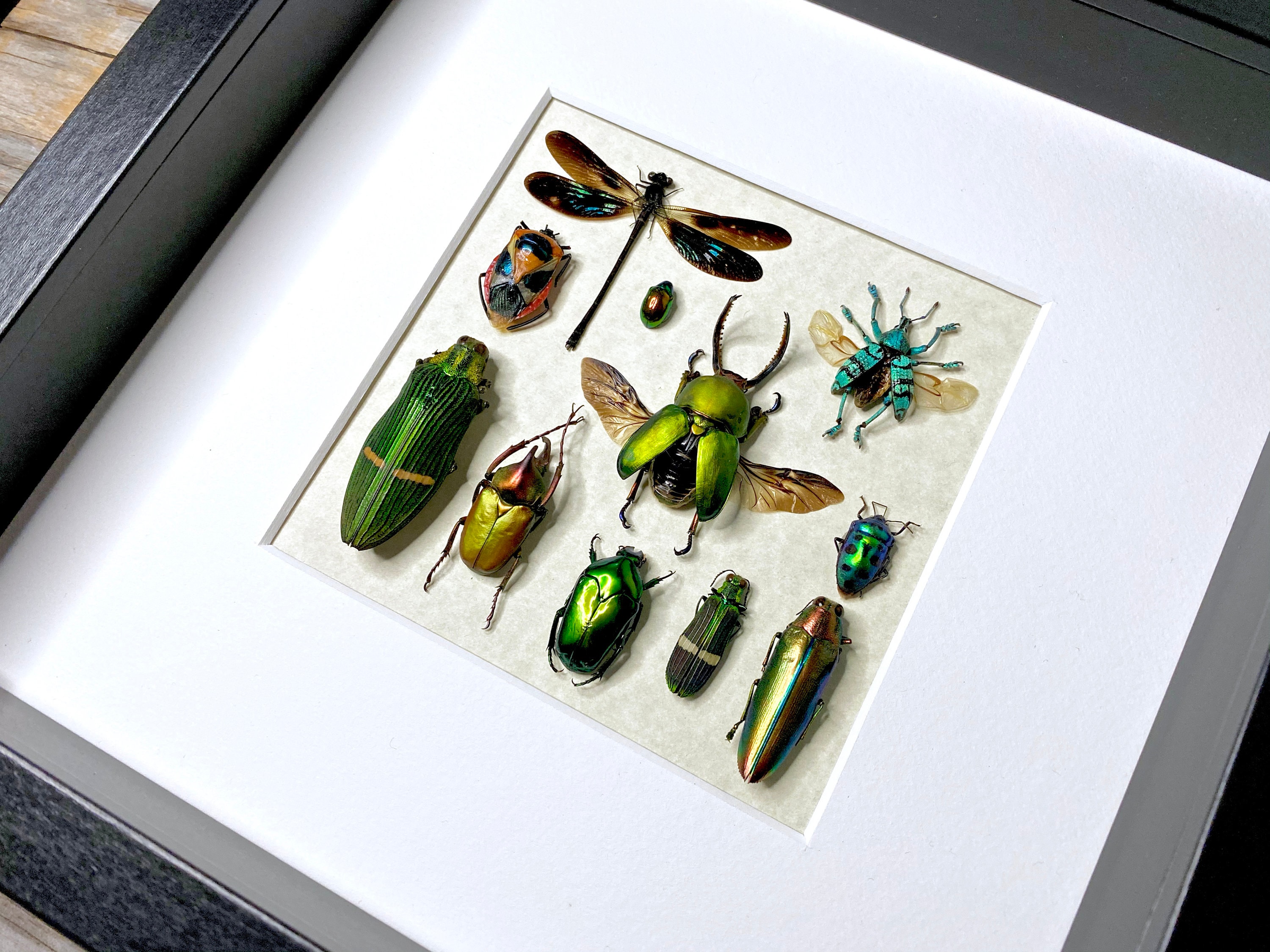 Framed Taxidermy Insects Oddities and Curiosities Real Insect Taxidermy ...