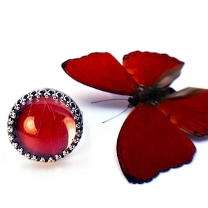 May include: A silver ring with a red butterfly wing encased in resin. The ring has a decorative border.