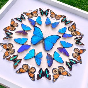 Real butterfly framed butterfly collection Butterfly taxidermy art Framed butterfly specimens Butterfly shadow box Framed butterfly art
