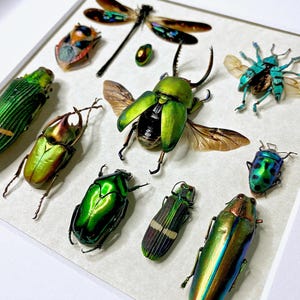 Framed taxidermy insects Oddities and curiosities Real insect taxidermy art Bug taxidermy wall art Insect shadow box Framed wall art