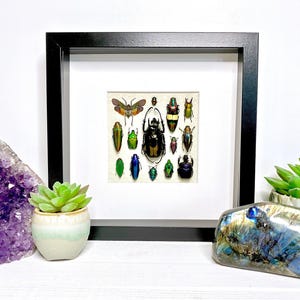 Framed insect taxidermy Oddities and curiosities Framed wall art Real insect art Bug collection Beetle taxidermy art Real bug taxidermy