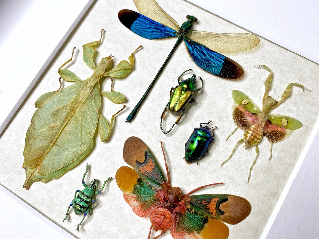 Real Insect Taxidermy Art Dragonfly Taxidermy Oddities and Curiosities Praying Mantis Taxidermy