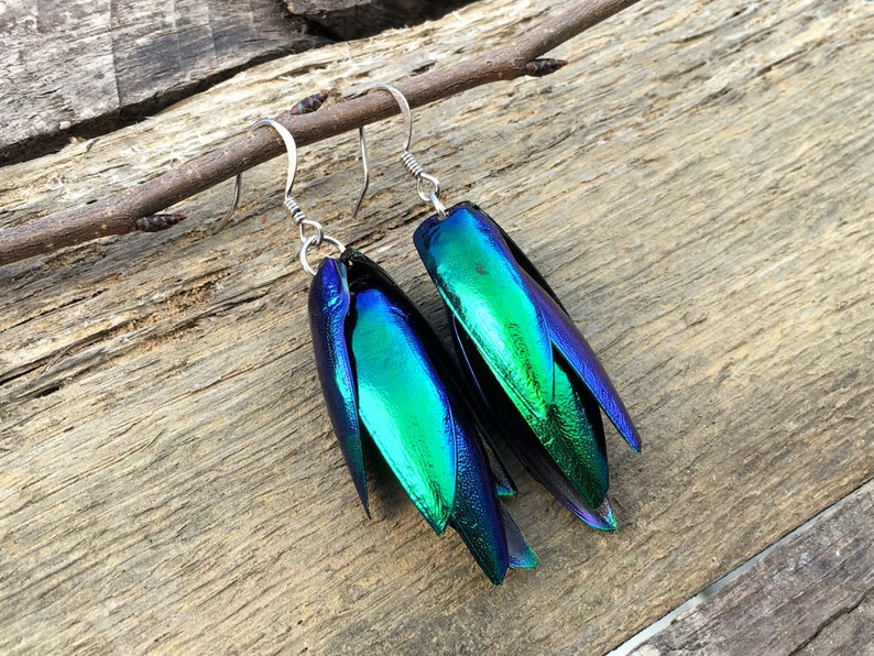 Real Beetle wing earrings Insect earrings Beetle earrings Real bug earrings Jewel beetle wing jewelry Insect wing earrings image 1