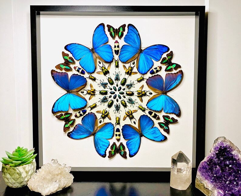 Real Framed Butterfly Wall Art Real Butterfly Framed Taxidermy Etsy