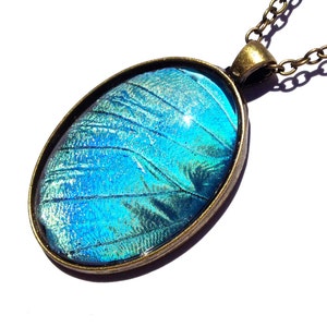 Real Mariposa butterfly necklace Nature jewelry Biology gifts Blue butterfly necklace Blue Morpho jewelry Life is strange Nature necklace