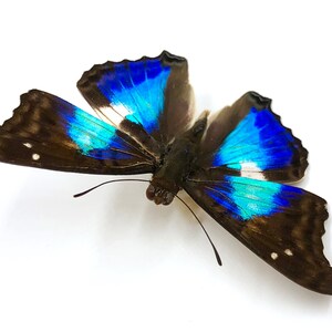 May include: A blue and brown butterfly with iridescent wings. The butterfly is spread out with its wings open.