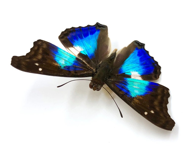 May include: A blue and brown butterfly with iridescent wings. The butterfly is spread out with its wings open.