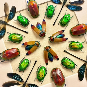 Real insect art Framed insect taxidermy bugs Framed beetle art Insect artwork Insect shadow box Insect collection Bug collection Dragonflies