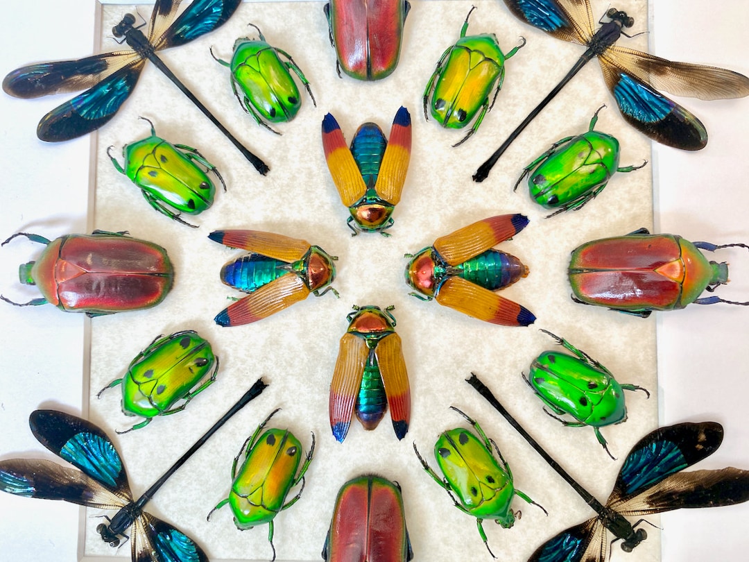 Real Insect Art Framed Insect Taxidermy Bugs Framed Beetle Art Insect ...
