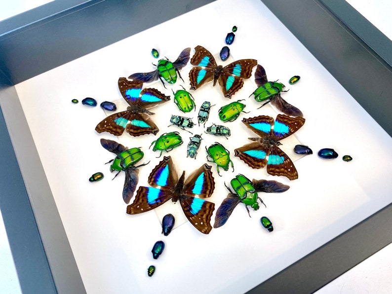 May include: A framed art piece featuring a mandala design made of butterflies and beetles. The butterflies have blue and green wings, and the beetles are green and iridescent.