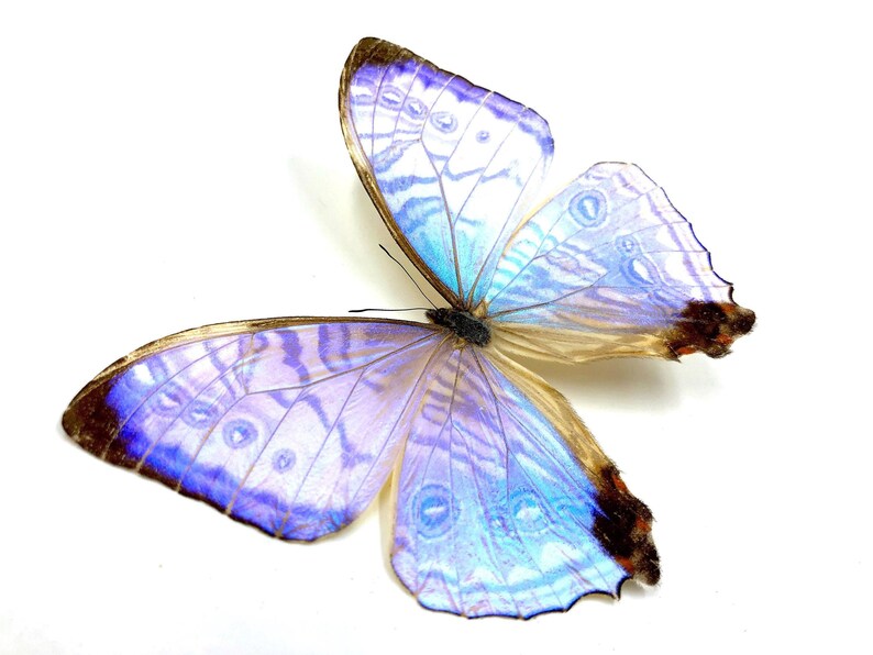 A colorful butterfly with blue and purple hues on its wings is depicted against a white background.