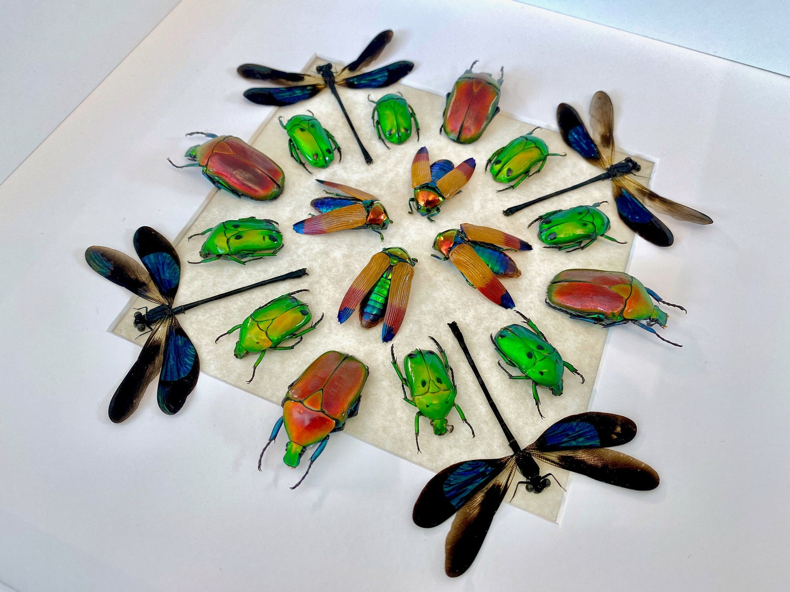 Real Insect Art Framed Insect Taxidermy Bugs Framed Beetle Art Insect ...