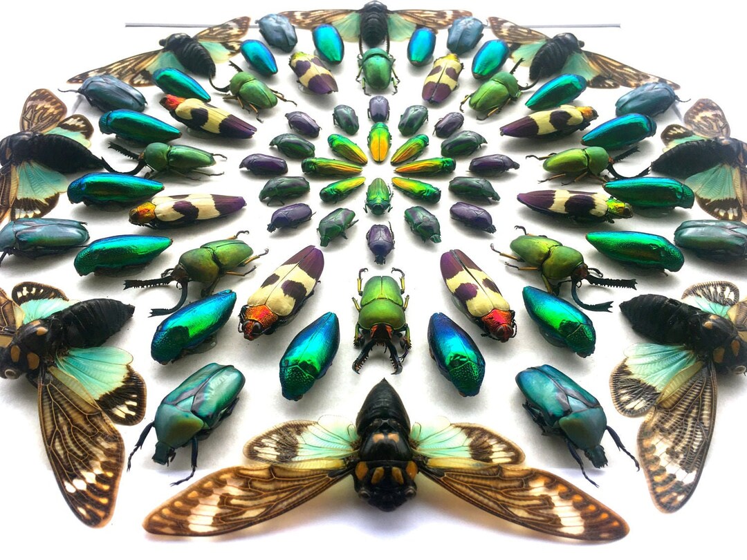 insects minuscule watch online