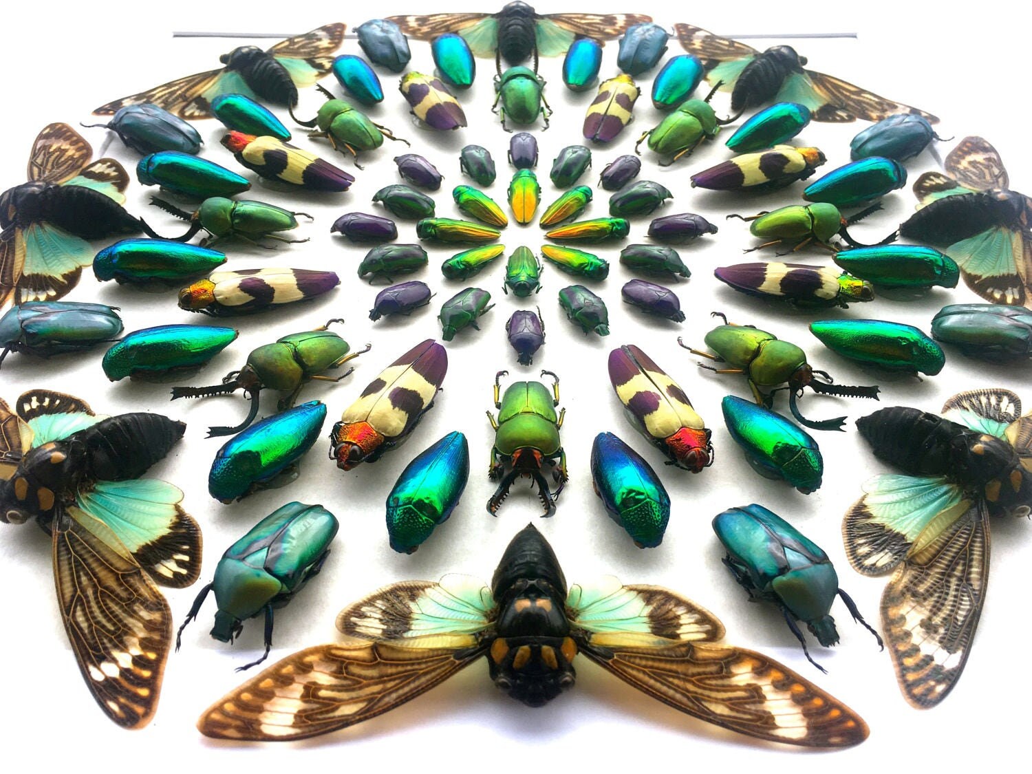 Real Insect Taxidermy Art Large Framed Wall Art Mixed Media Art