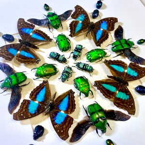 May include: A white background with a circular arrangement of green and blue butterflies and beetles. The butterflies have brown wings with blue accents and the beetles have iridescent green shells.