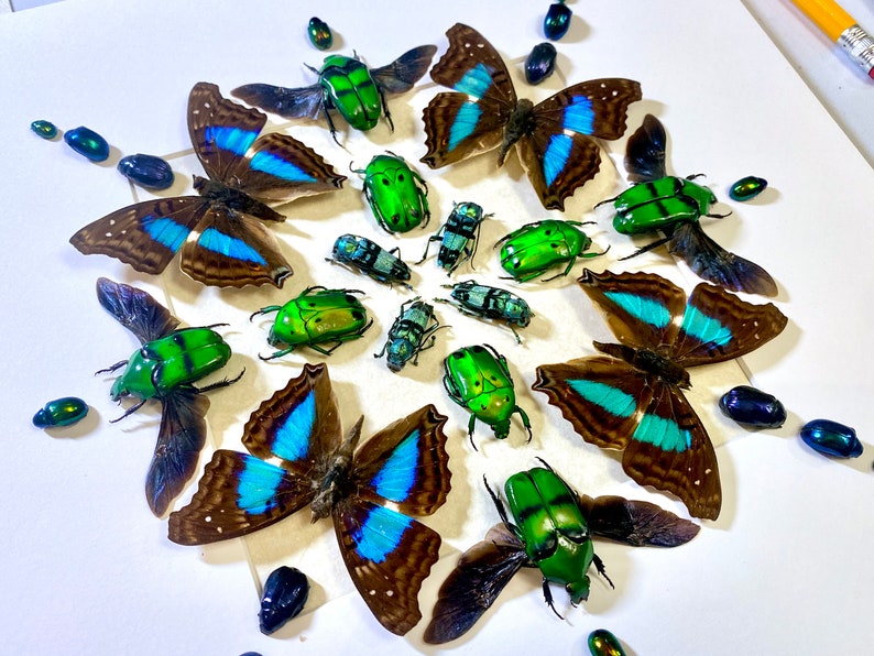 May include: A white background with a circular arrangement of green and blue butterflies and beetles. The butterflies have brown wings with blue accents and the beetles have iridescent green shells.