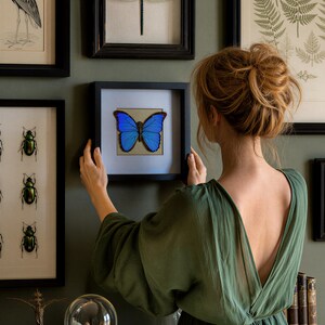 Real framed butterfly shadowbox Real framed butterflies Framed butterfly wall art Real butterfly taxidermy Framed blue morpho butterfly