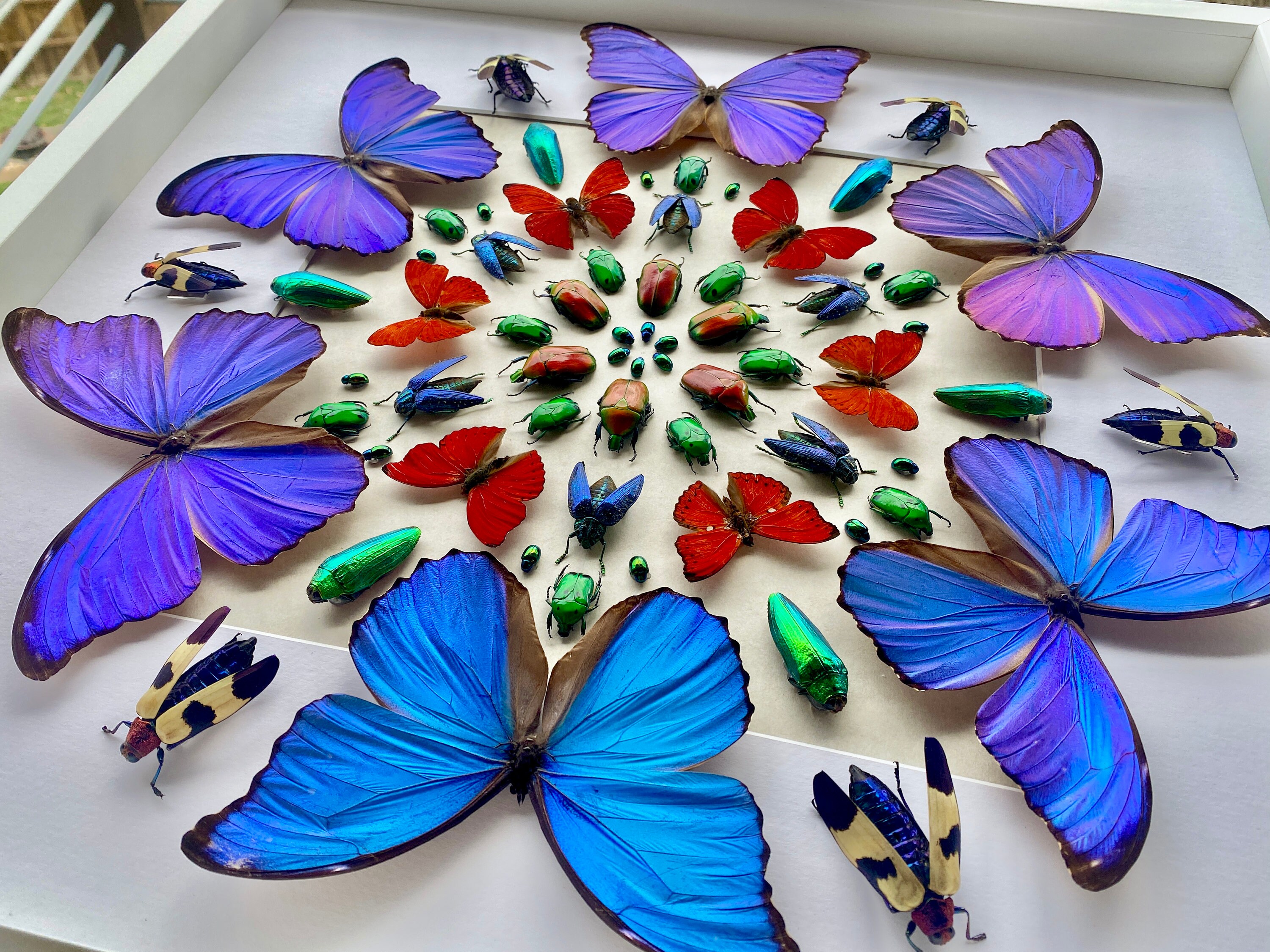 Butterfly Collection For Sale
