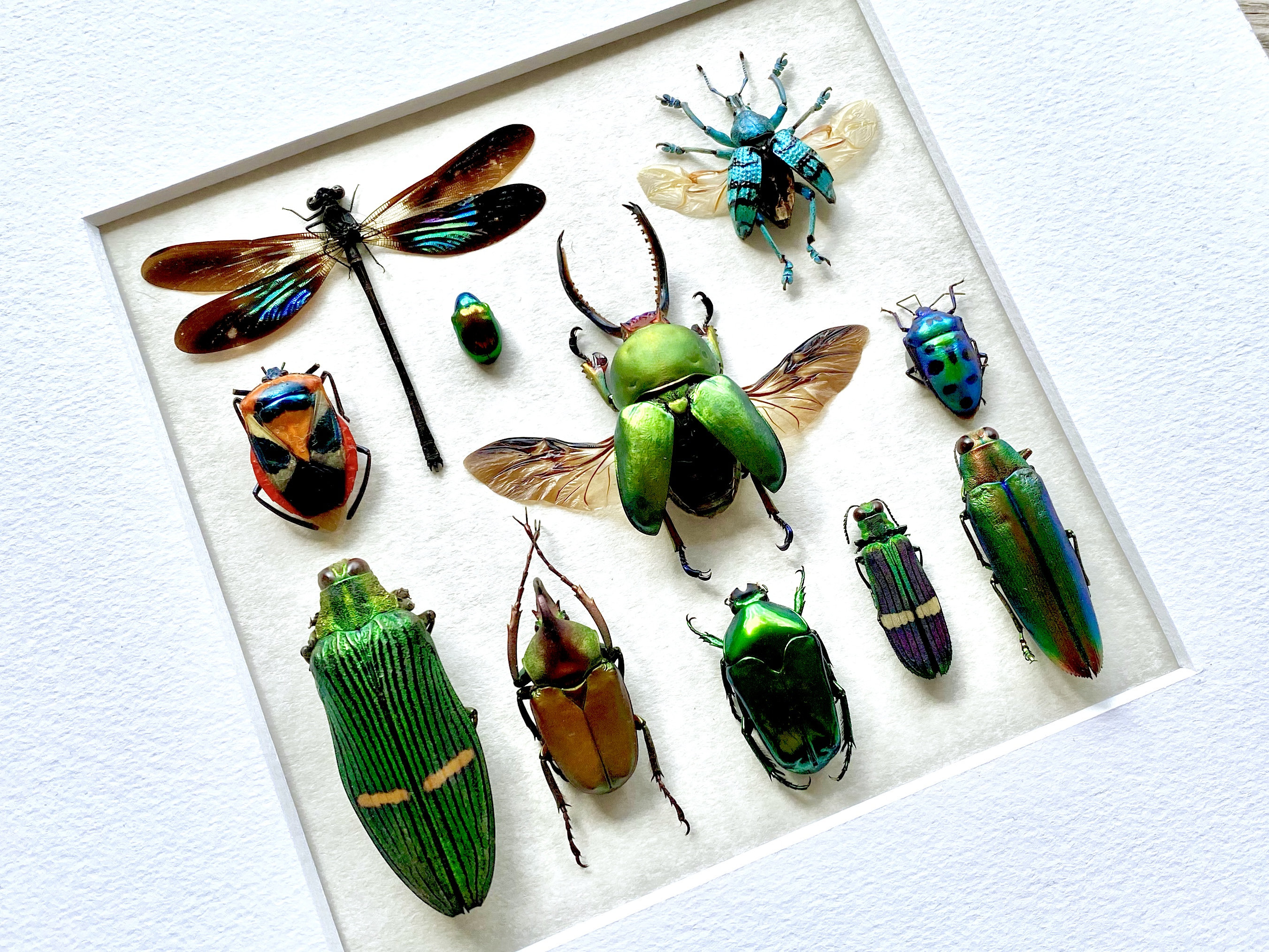 Framed Taxidermy Insects Oddities and Curiosities Real Insect Taxidermy ...