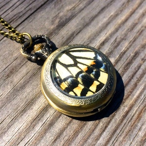 Op de afbeelding: Een gouden zakhorlogeketting met een helder glazen gezicht met een geconserveerde vlinder vleugel met zwarte, gele en oranje markeringen.