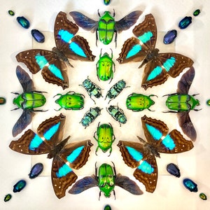 May include: A symmetrical arrangement of green and blue beetles and butterflies on a white background. The beetles are arranged in a circle with the butterflies surrounding them. The butterflies have brown wings with blue and turquoise accents.