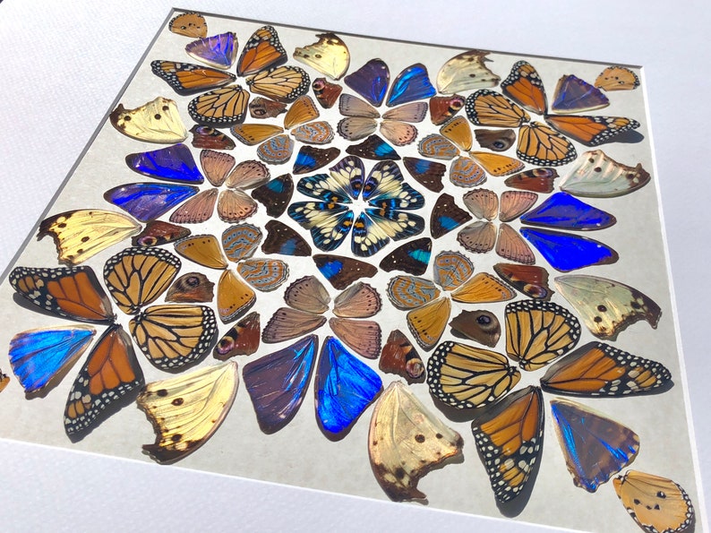 Real butterfly taxidermy Framed butterfly wall art ...