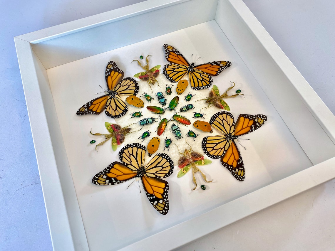Real Monarch Butterfly Framed Monarch Butterfly Gifts Preying Etsy