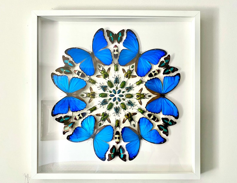 Real Framed Butterfly Wall Art Real Butterfly Framed Taxidermy Etsy