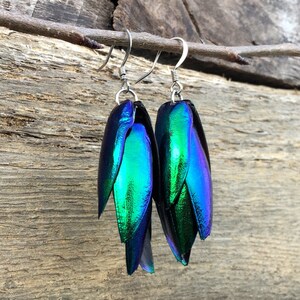 Real Beetle wing earrings Insect earrings Beetle earrings Real bug earrings Jewel beetle wing jewelry Insect wing earrings image 2