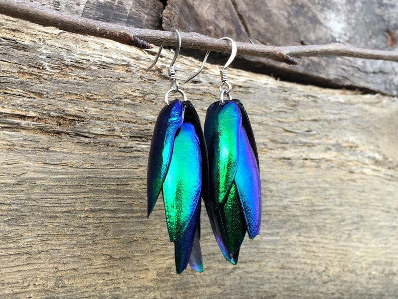 Real Beetle wing earrings Insect earrings Beetle earrings Real bug earrings Jewel beetle wing jewelry Insect wing earrings image 2