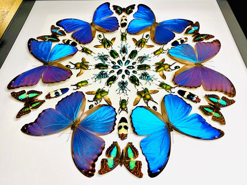 Real Framed Butterfly Wall Art Real Butterfly Framed Taxidermy Etsy