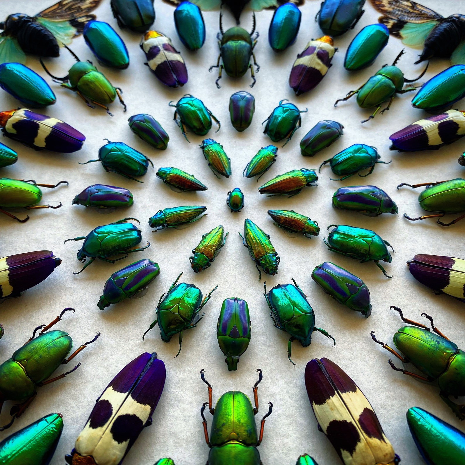 Real insect taxidermy art Large framed wall art Mixed media Etsy