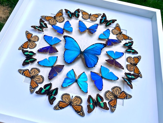 Faux Realistic Taxidermy Butterflies handpainted on paper! : r/crafts