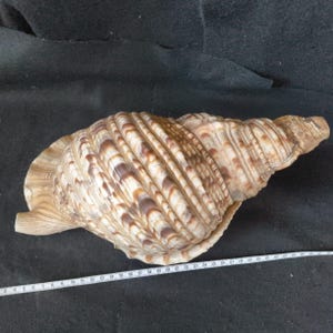 May include: A large, intricately patterned seashell with a spiral shape. The shell features alternating bands of cream and brown, with a textured surface. A ruler is placed next to the shell for scale.