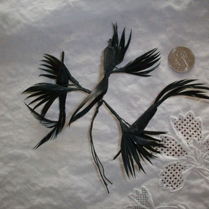 Pièce de chapellerie élégante Vintage plumes oiseau des années 1940