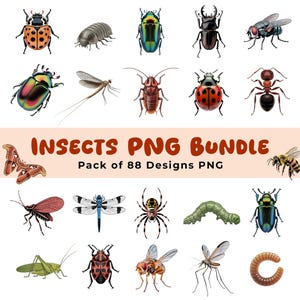Insect Png Clipart Bundle, Colorful Insects Clipart Bundle, Bugs Clipart, Butterfly, Bee, Spider, Realistic Insects, Insects Png.