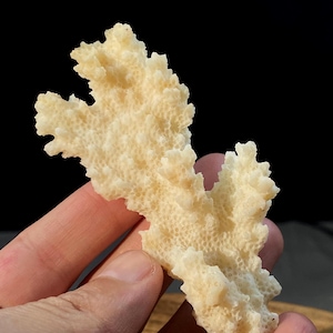 Natural White Coral Specimen , Sea Coral Decoration or Collector&#39;s Piece