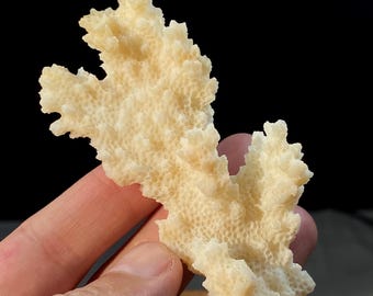 Natural White Coral Specimen , Sea Coral Decoration or Collector's Piece