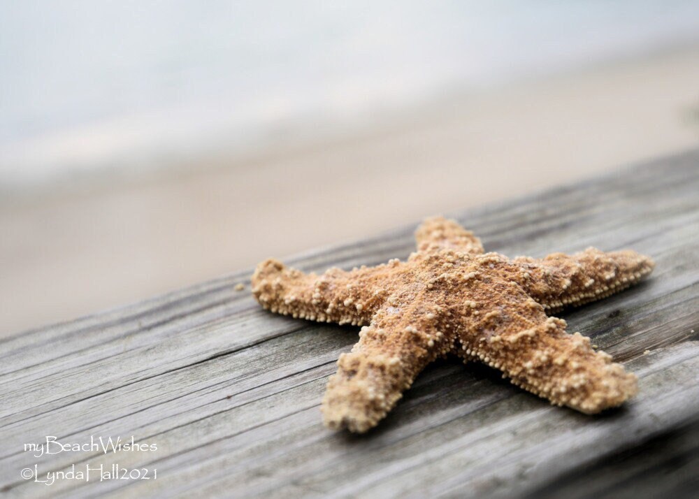 Coastal Photography Starfish 21 Dreamy Sea Star Peaceful Coastal Photography Starfish 21 Dreamy, Cape Ann Starfish Table Lamp