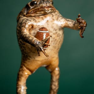 May include: A whimsical sculpture of a frog holding a miniature football. The frog is brown and tan with a textured appearance, posed as if ready to throw the ball. The football is brown with white stripes. The background is a solid, dark green.