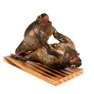 Genuine Taxidermy Cane Toad (non- Alcoholic Liquid) - Etsy