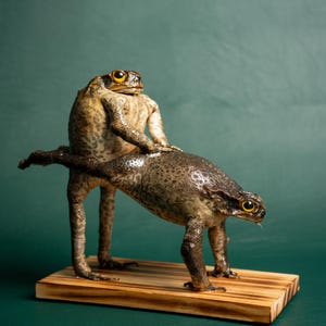 Może przedstawiać: Wypchana rzeźba żaby przedstawiająca dwie żaby w dynamicznej pozie, zamontowana na drewnianej podstawie. Żaby mają teksturowaną skórę i żółte oczy, na ciemnozielonym tle. Unikalny przedmiot dekoracyjny.