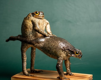 Sapo de caña disecado auténtico (descarado)