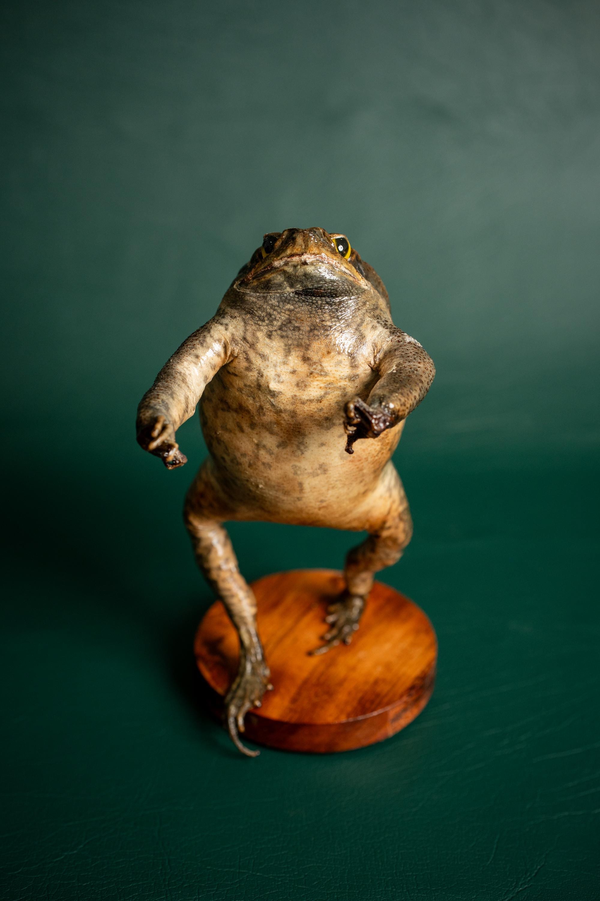 Genuine Taxidermy Cane Toad (non- Alcoholic Liquid) - Etsy