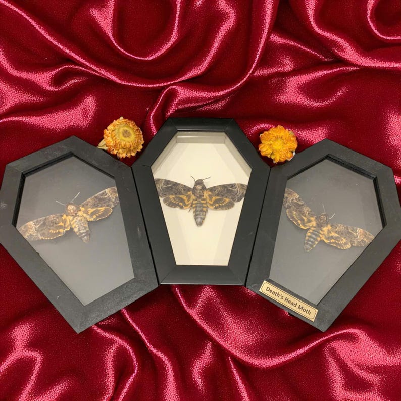 Framed Death’s Head Moth | Real Framed Specimen | Coffin Insect Taxidermy Frame | Gothic Specimen Art for Insect Collectors, Spiritual Gift