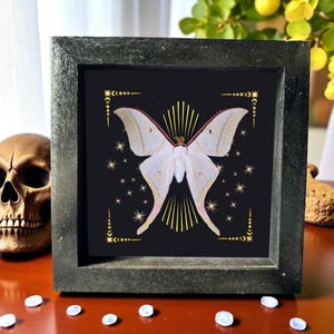 Gothic Luna Moth Shadow Box | Real Luna Moth Framed | Preserved White Moth Art | Witchy Celestial Insect Decor, Insect Specimen Collector
