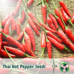 50 Thai Hot Pepper Seeds Heirloom, Non-GMO Compact Chili Plants for Containers or Gardens USA Seller