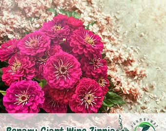 100 Benary Giant Wine Zinnia Seeds – Deep Red Blooms
